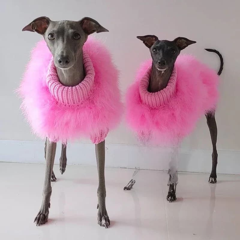 Pet Colorful Sweater Puppy Clothes Designer Dog Clothes Small Dog Cat Luxury Sweater Schnauzer Yorkie Poodle Core Yarn Fur Coat