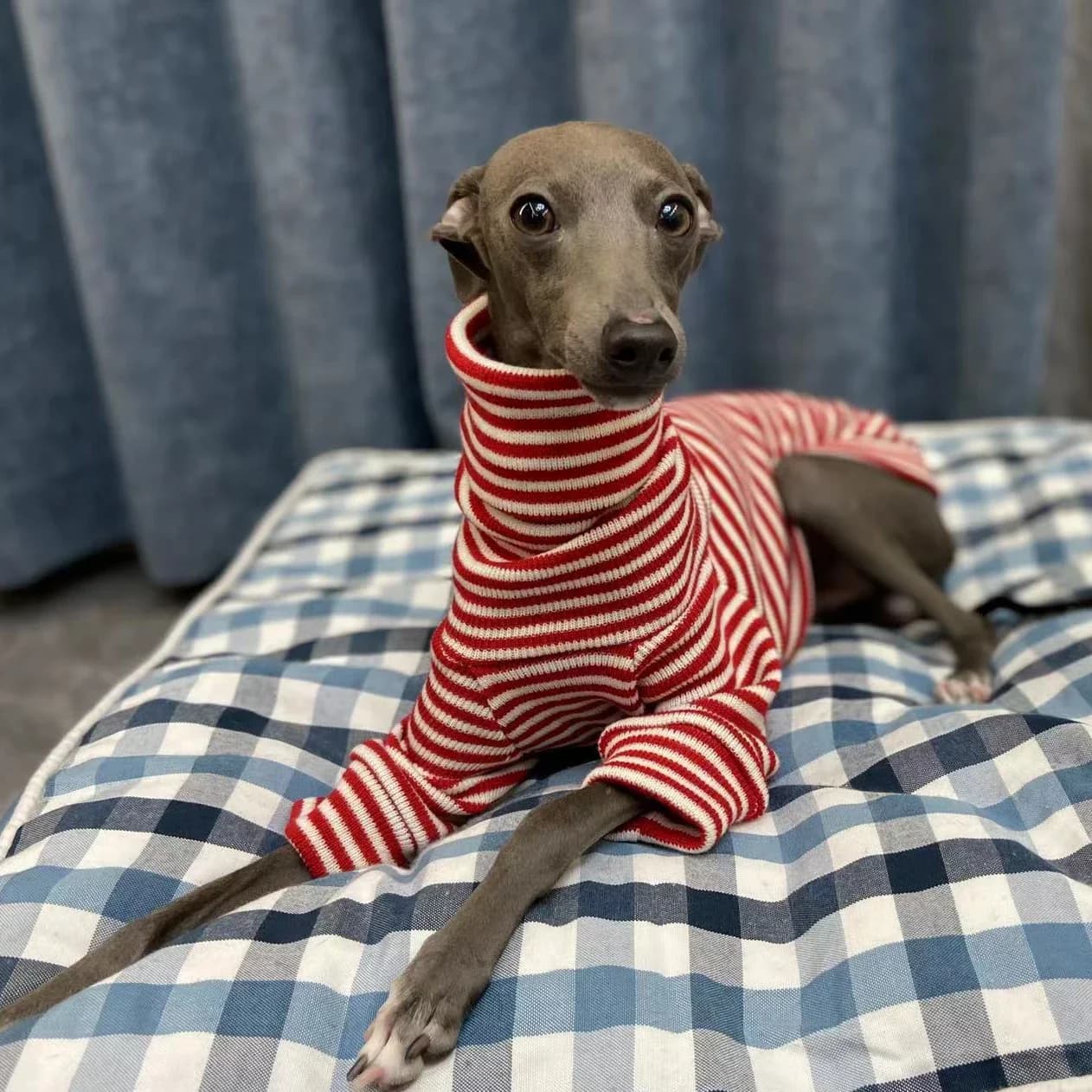 Italian Greyhound Winter Red Striped Sweater Christmas New Year Whippet Turtleneck Soft Acrylic