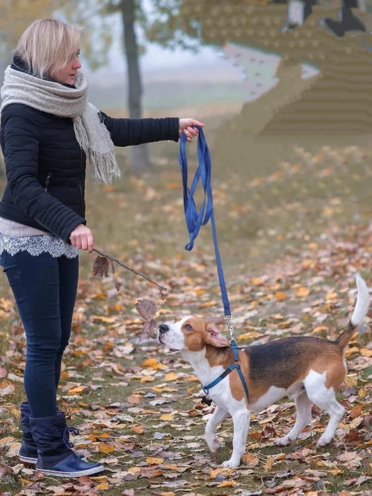 Nylon Long Dog Training Leash 1.5M-30M Traction Rope Lanyard Versatile Pet Walking Lead for Small to Large Dogs