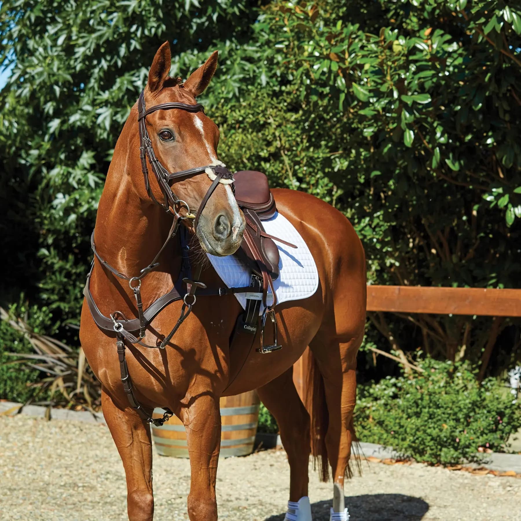 Riding bridles for dolphins Weatherbeeta Collegiate Comfitec