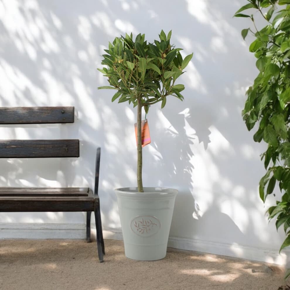 (No Container) Bay Tree Standard – 90cm Tall Hardy Evergreen Laurus Nobilis for Pots & Borders