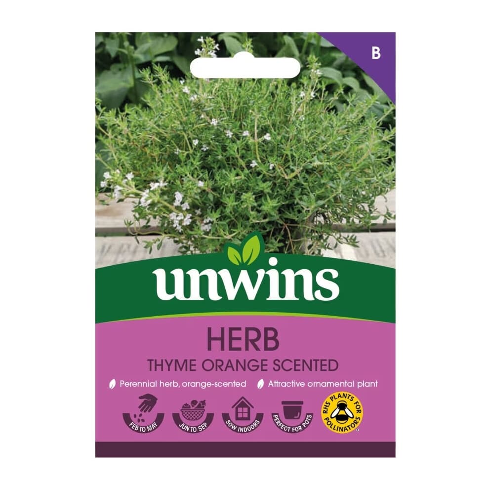 Herb Thyme Orange Scented