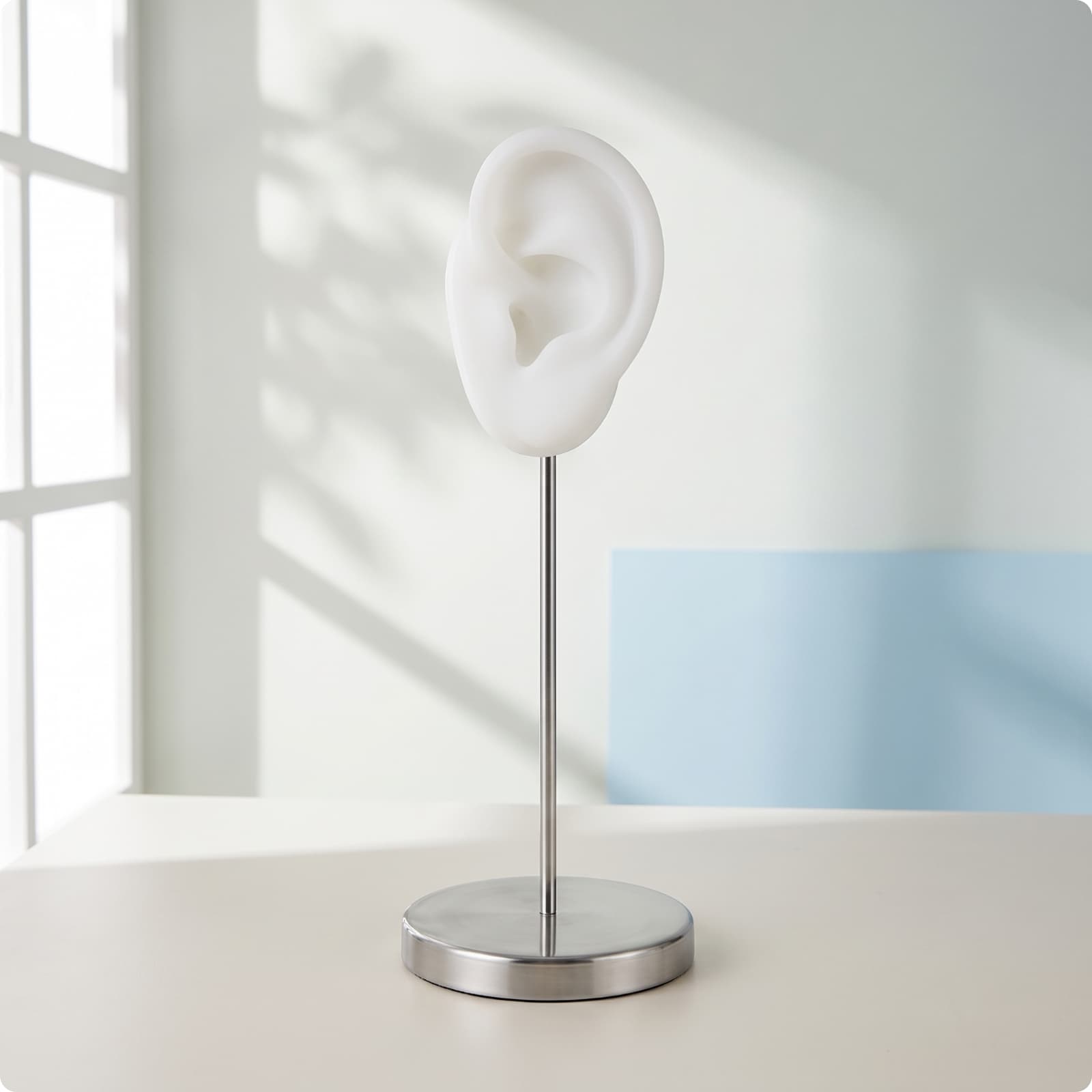 Ear Display Model with Stand Washable Ear Model with Stand Stable for Studios