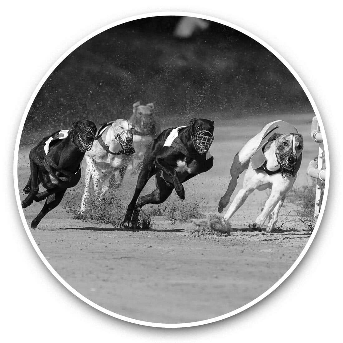 2 x Vinyl Stickers 15cm (bw) - Greyhound Racing Dogs Betting  #36678