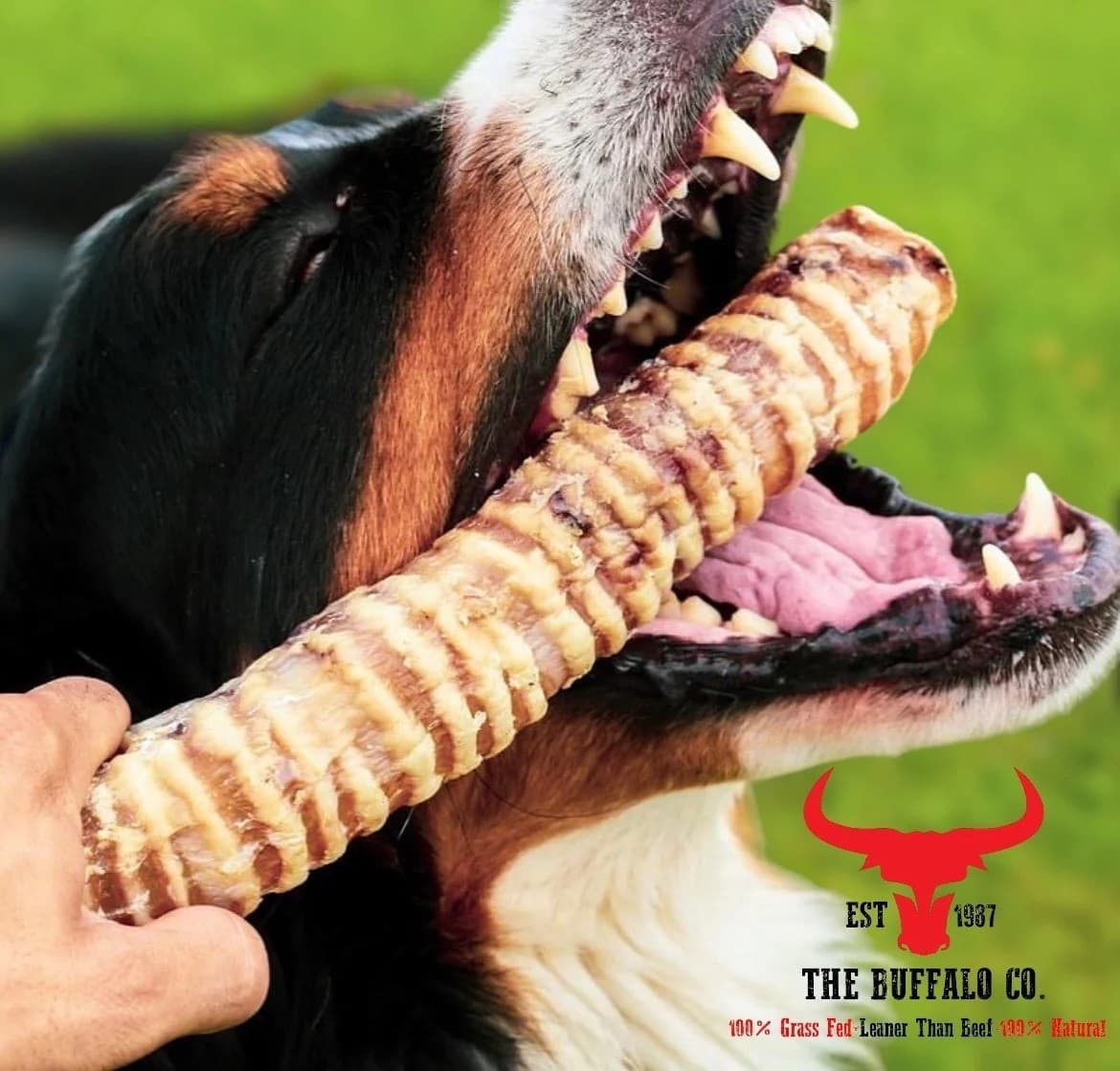 The Buffalo Co. Beef  Trachea Moo Tubes 100% Naturally Air Dried Dog Treats 100g view 2