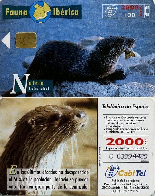 2000 PTA. Iberian fauna. Otter. CabiTel.