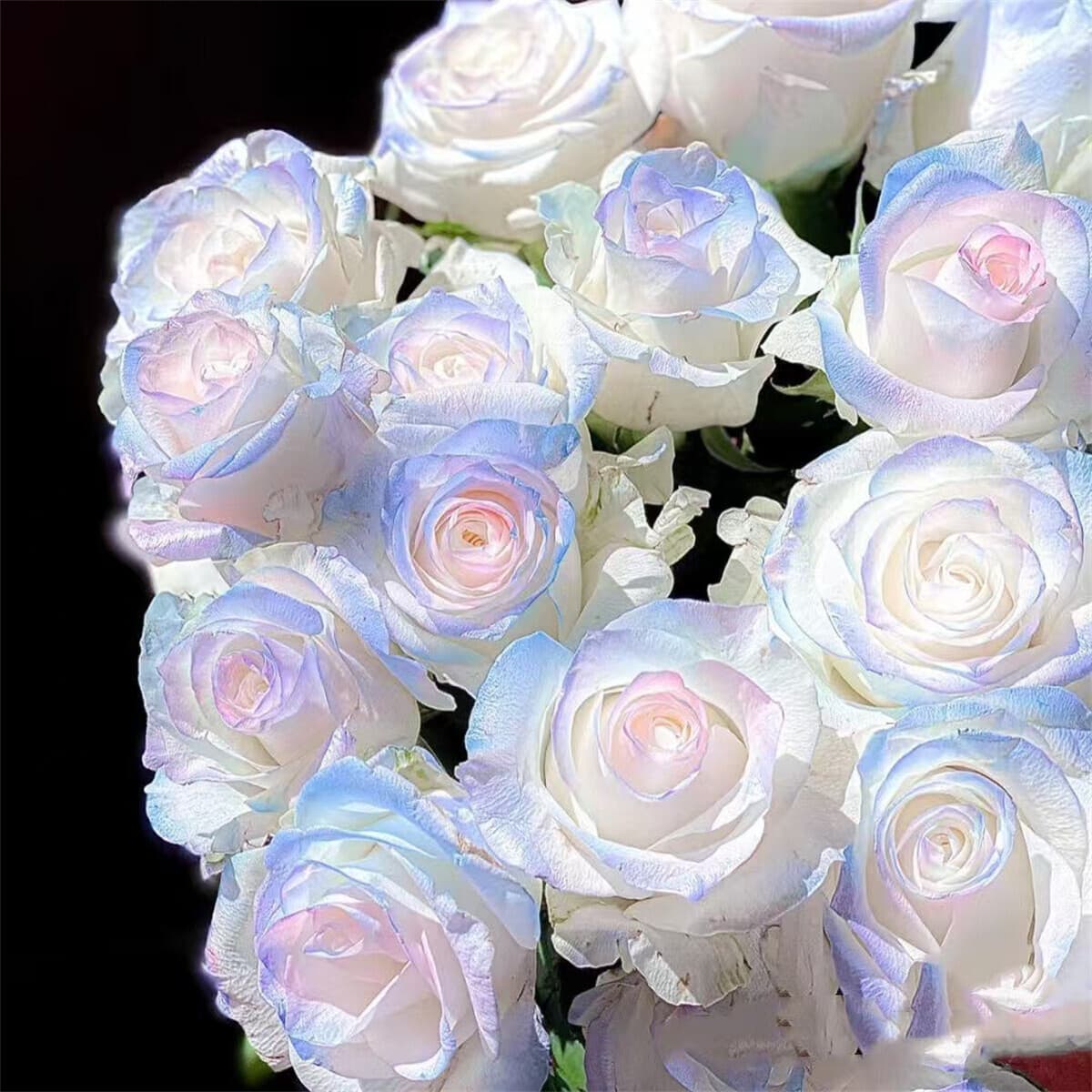 50pcs Rainbow Rose Flower seeds Home Garden Rare Flower Seeds Multi-Colors