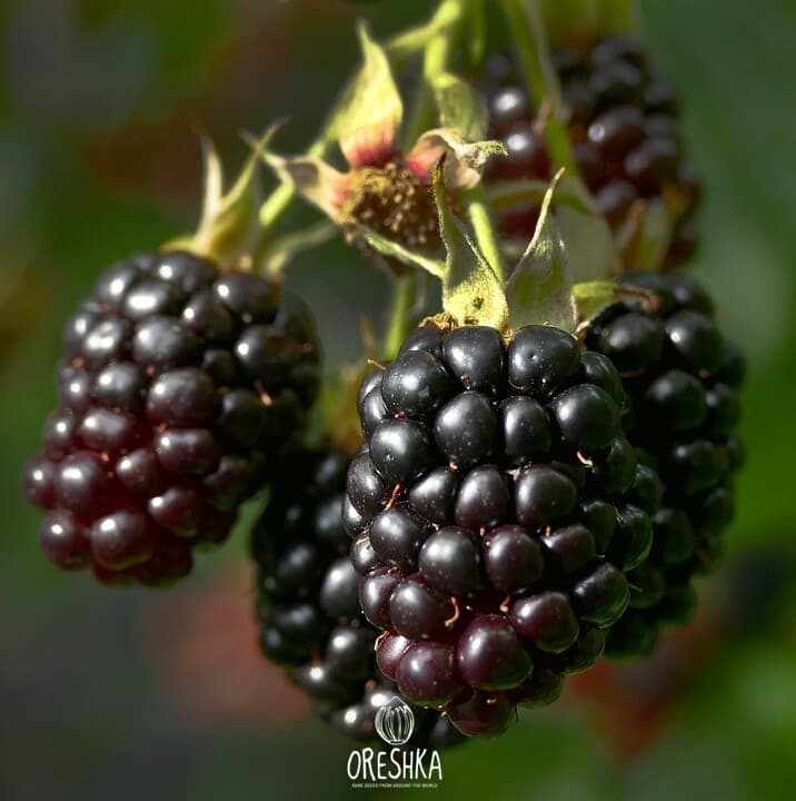Blackberry 15+ PCS seeds. Rubus fresh organic seeds