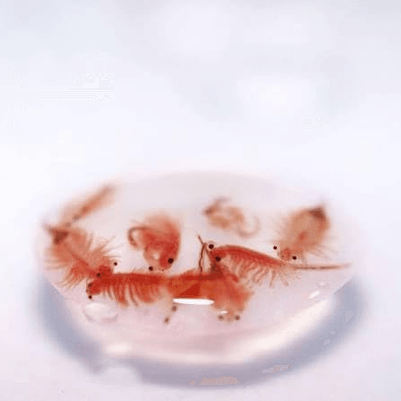 95% Hatch Rate Premium Artemia Brine Shrimp Eggs| Fish Food| Fry Food| Protein.