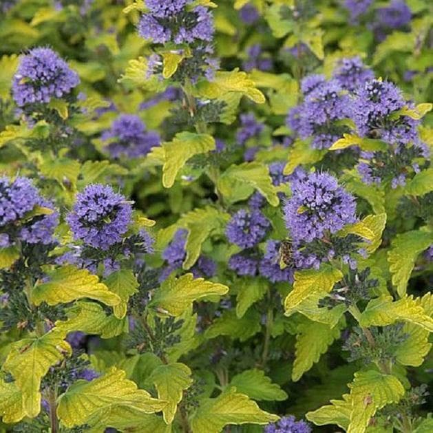 Caryopteris ×Clandonensis ‘Gold Crest’ (Large) Perennial Plug Plants Pack x6