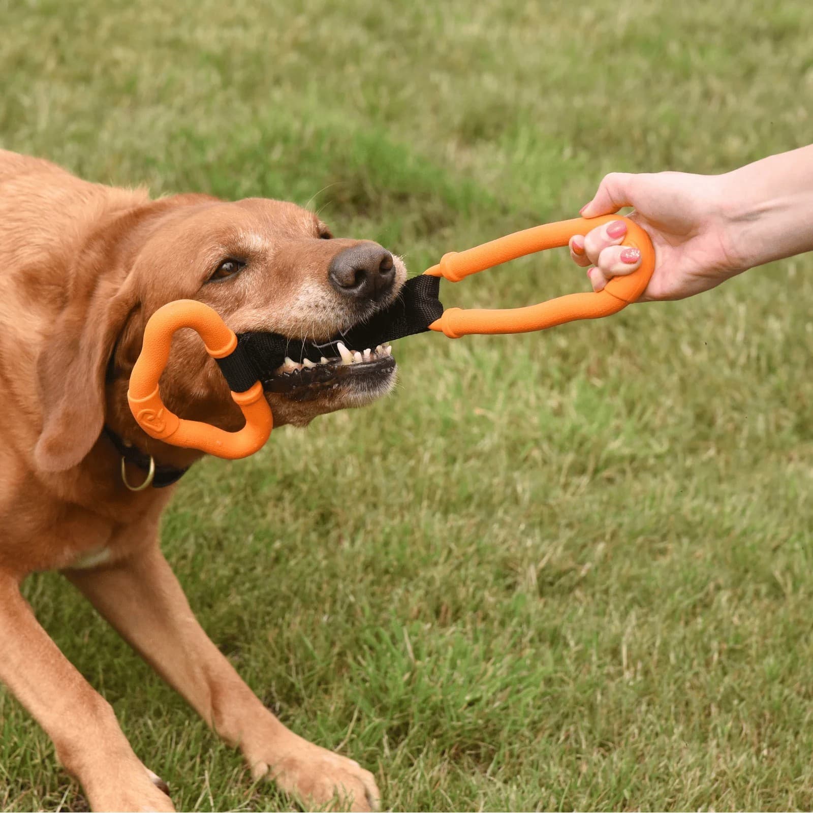 Durable Zoon Rubber Puller Dog Toy 29cm - Interactive Tug Toy for Dogs