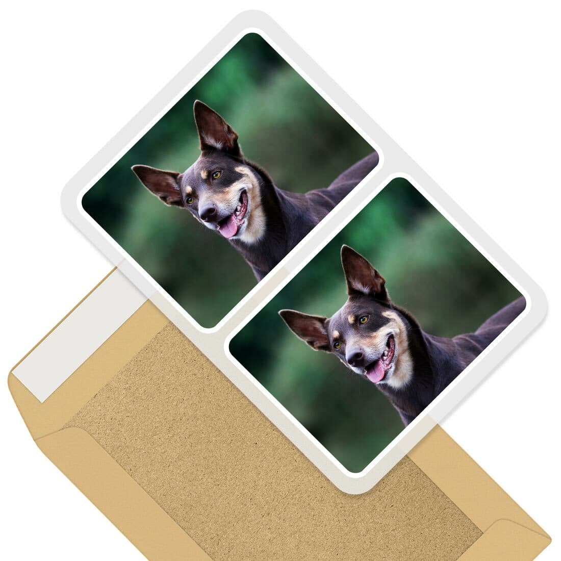 2 x Rectangle Stickers 10cm - Australian Kelpie Sheep Dog Farm Dogs #44169