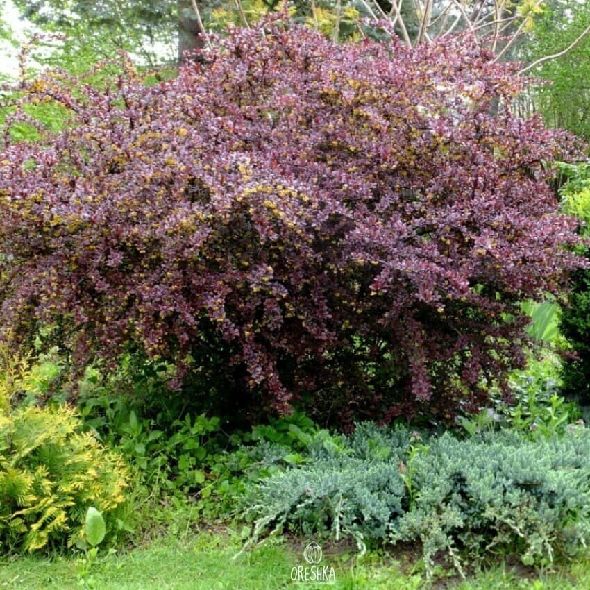 Berberis thunbergii 30 PCS fresh seeds| Barberry seeds| Fruit berry tree seeds