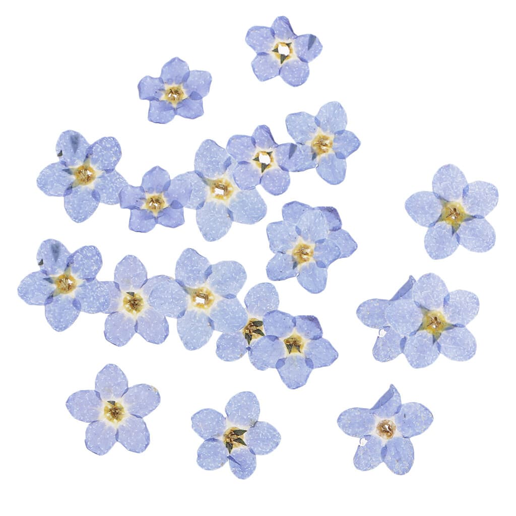20pcs     Natural     Forget  -  Me  -  Not     Flowers     Pressed     Dried
