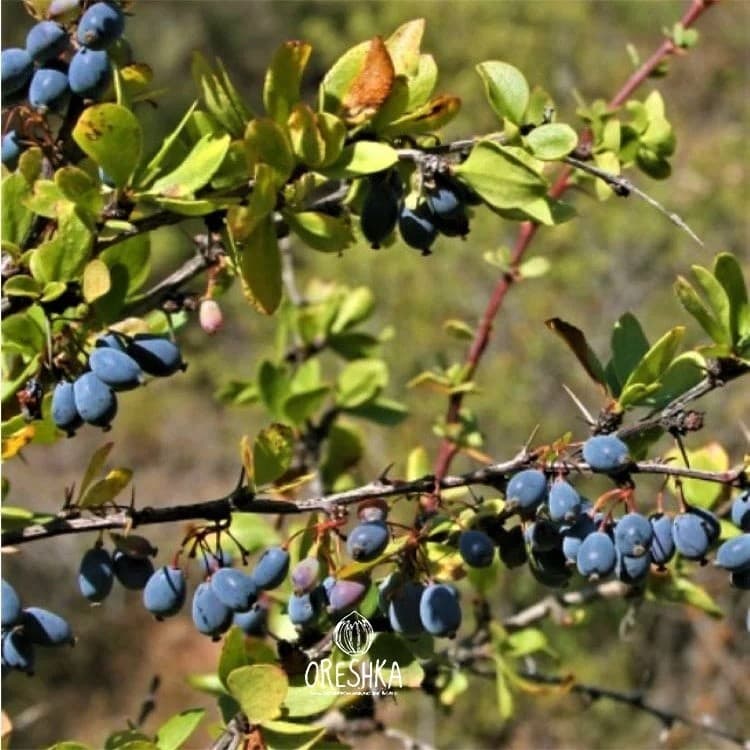 Black barberry 20 PCS fresh seeds| Fruit seeds| Organic seeds| Non GMO