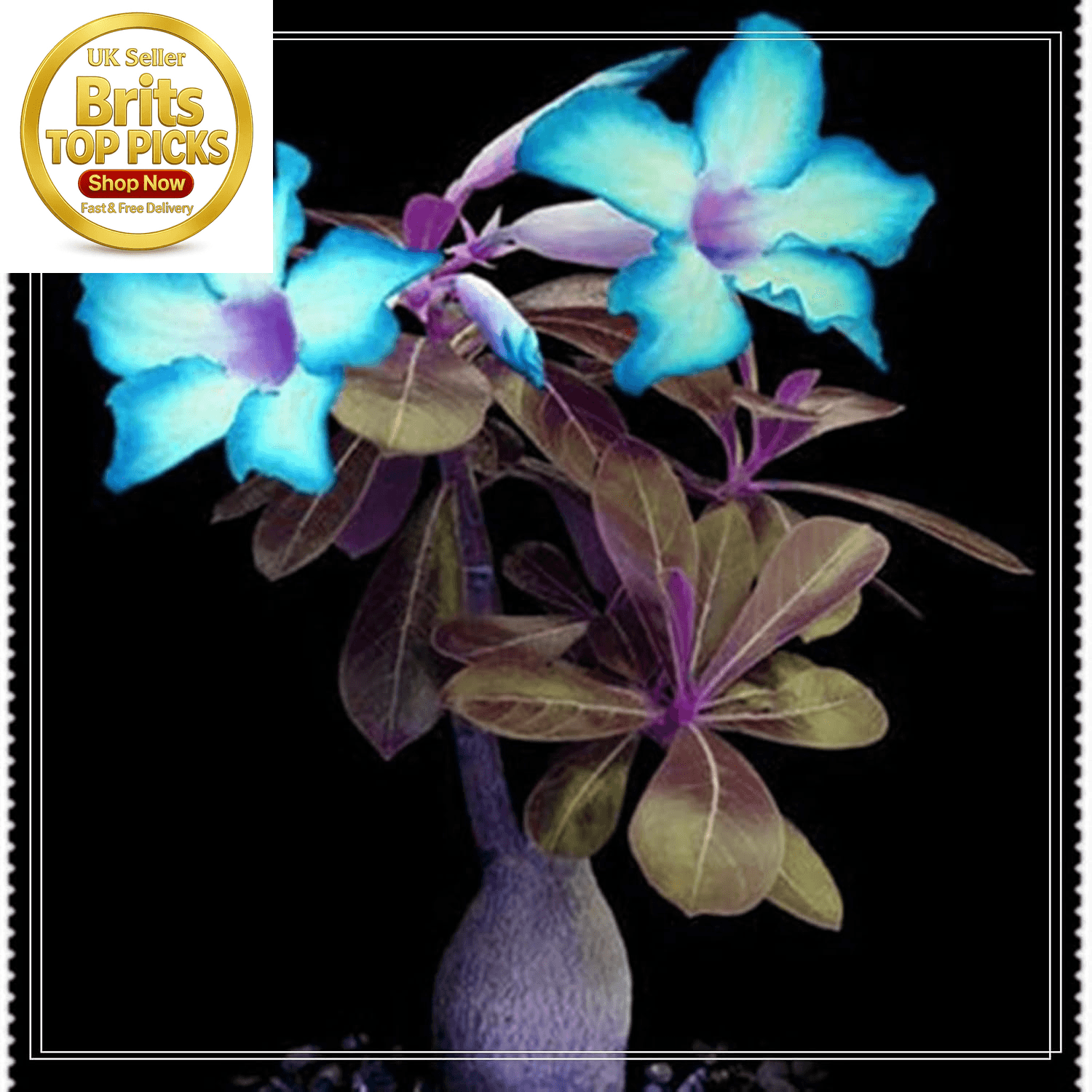 Desert Rose Bulbs| Golden Beautiful| Desert Rose Plant Bulbs| Adenium Obesum Pl