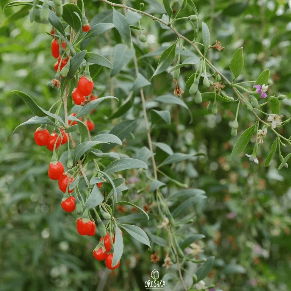 Lycium barbarum 50+ PCS fresh seeds| Chinese wolfberry| Goji berry organic seeds