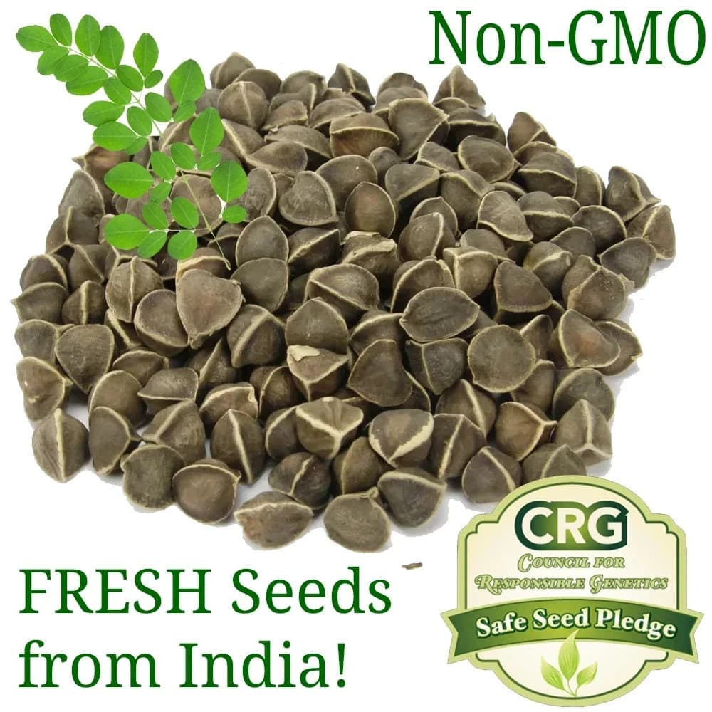 Organic Moringa Seeds | Moringa Oleifera | Dried| Non GMO| Edible,Planting
