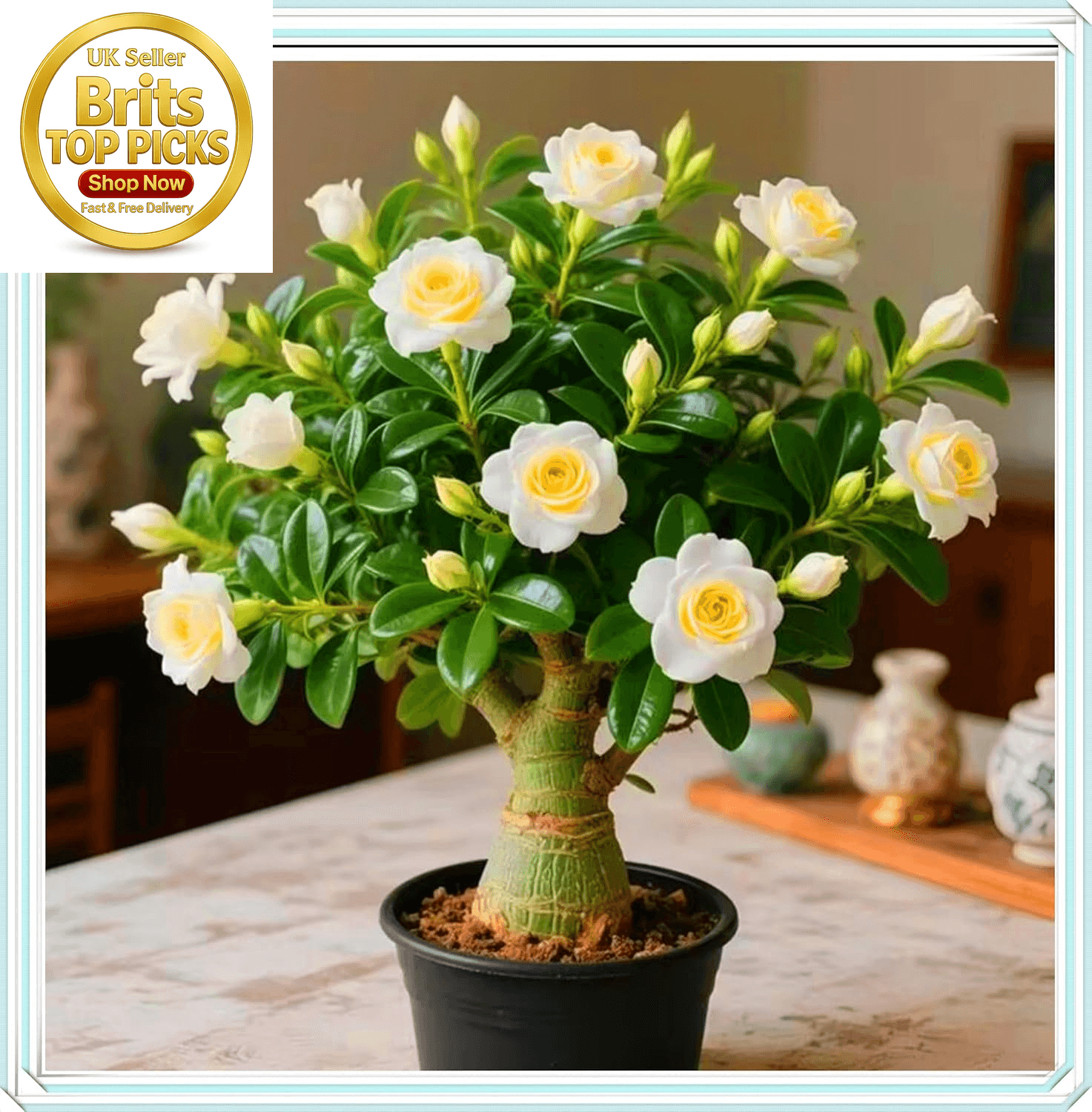 Desert Rose Bulbs| Golden Beautiful| Desert Rose Plant Bulbs| Adenium Obesum Pl