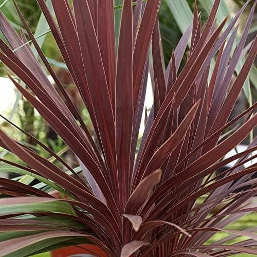 Cordyline Australis Red Star Perennial 100mm Pot Plants Pack x3