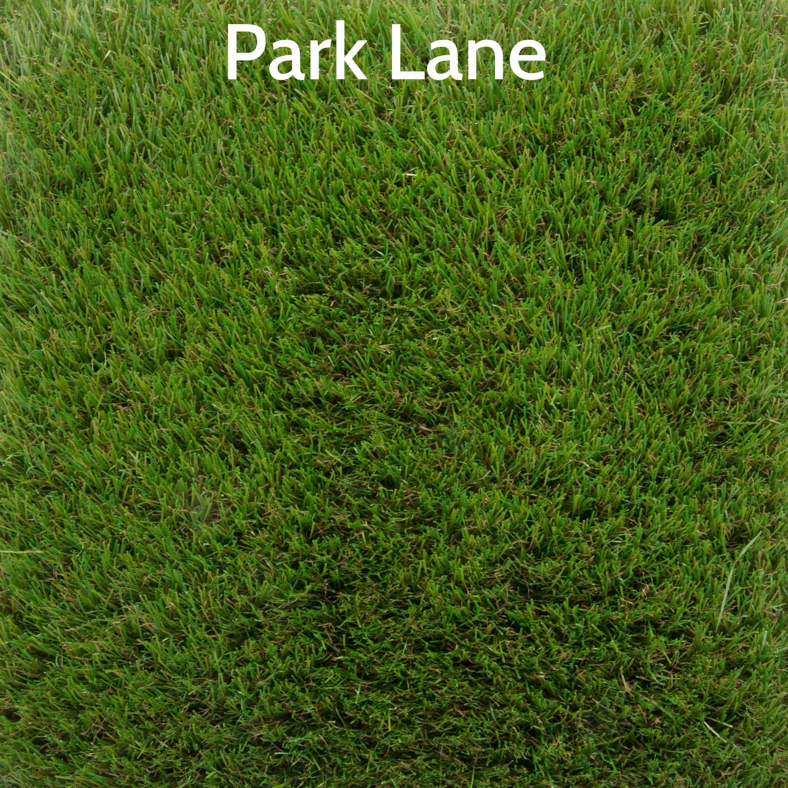 Grass Grass Grass