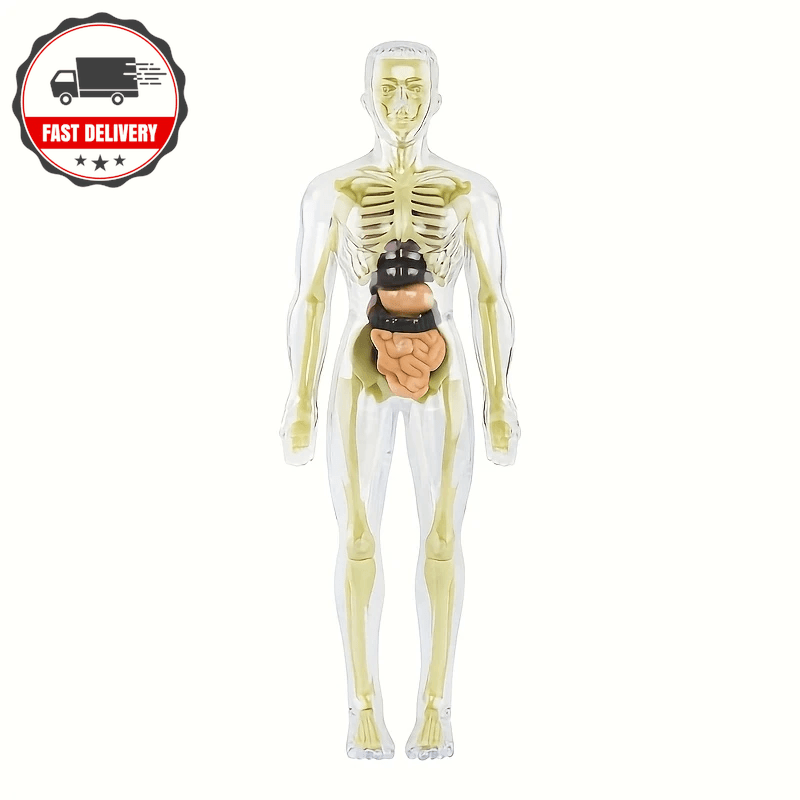 3D Human Body Torso Model Anatomy Skeleton Organ Removable Detachable Toy