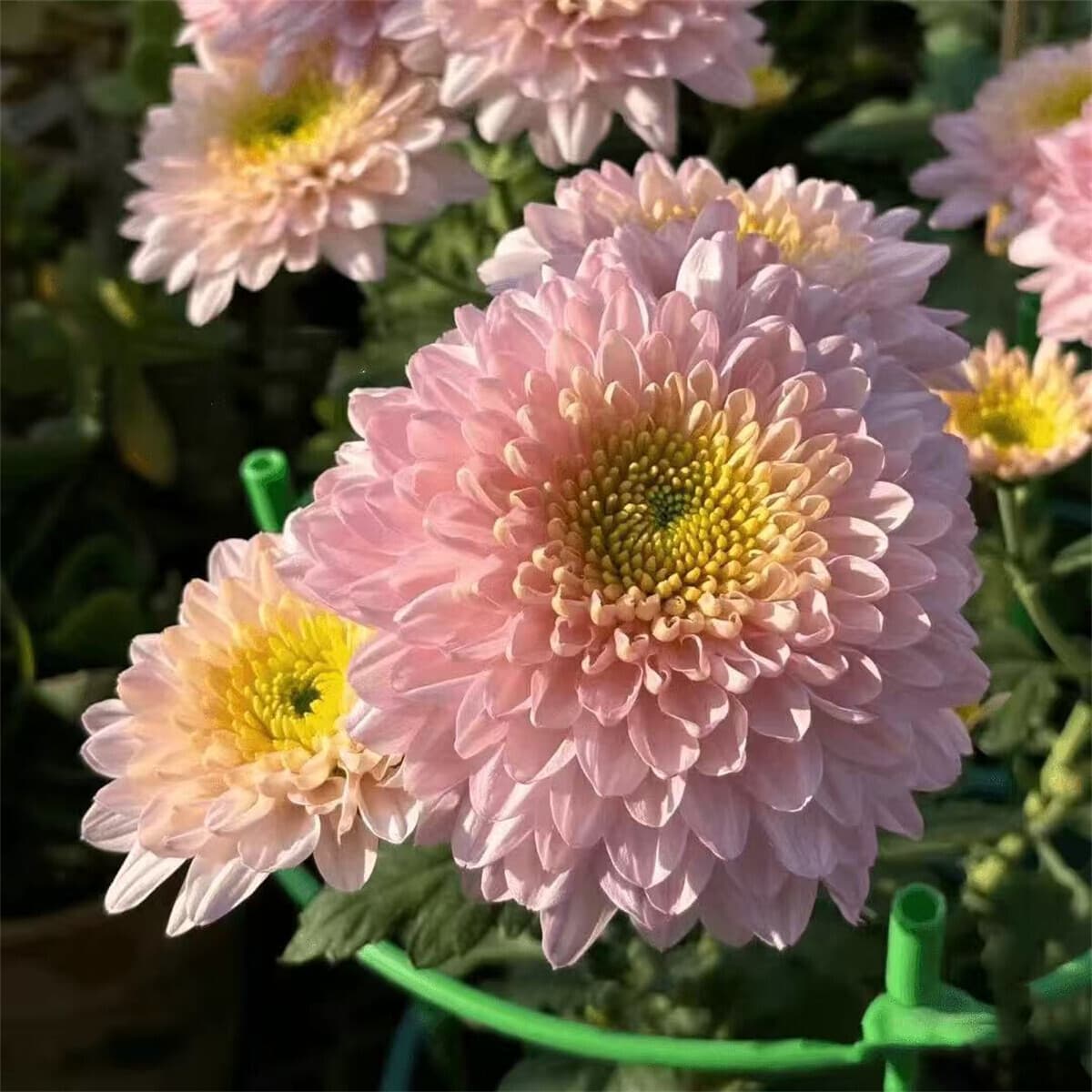 Hardy Chrysanthemum Seeds Outdoor Balcony Ornamental Potted Flower Seeds
