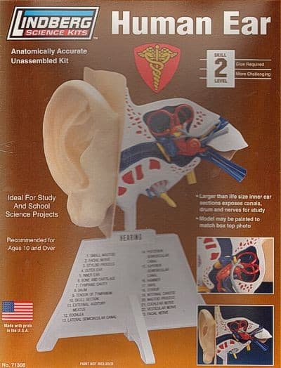 Lindberg LI71308 1:1 Human Ear