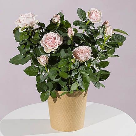 Pink Rose Plant view 2