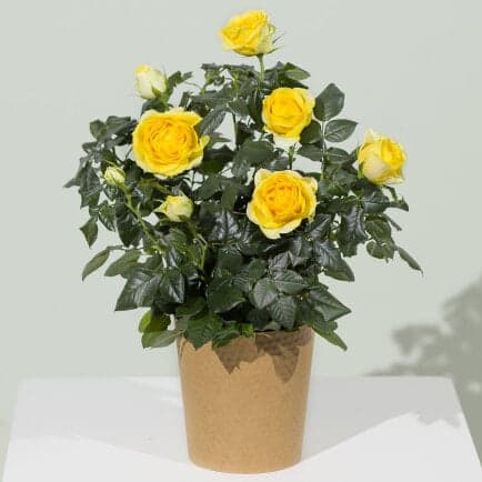 Yellow Rose Plant view 2