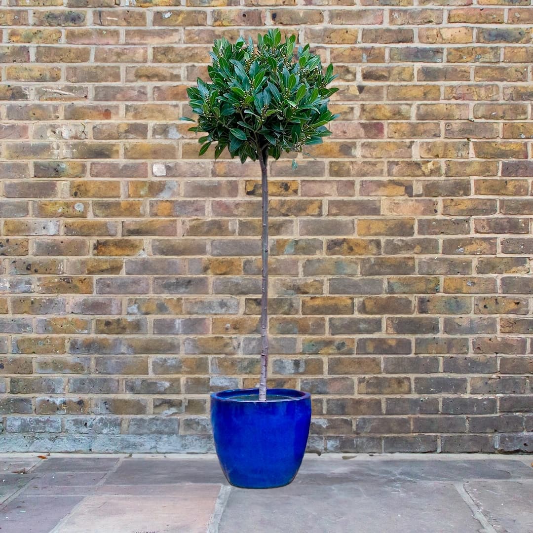 Laurus nobilis 3/4 Std (Foliage Diameter 40-45cm) Bay Tree
