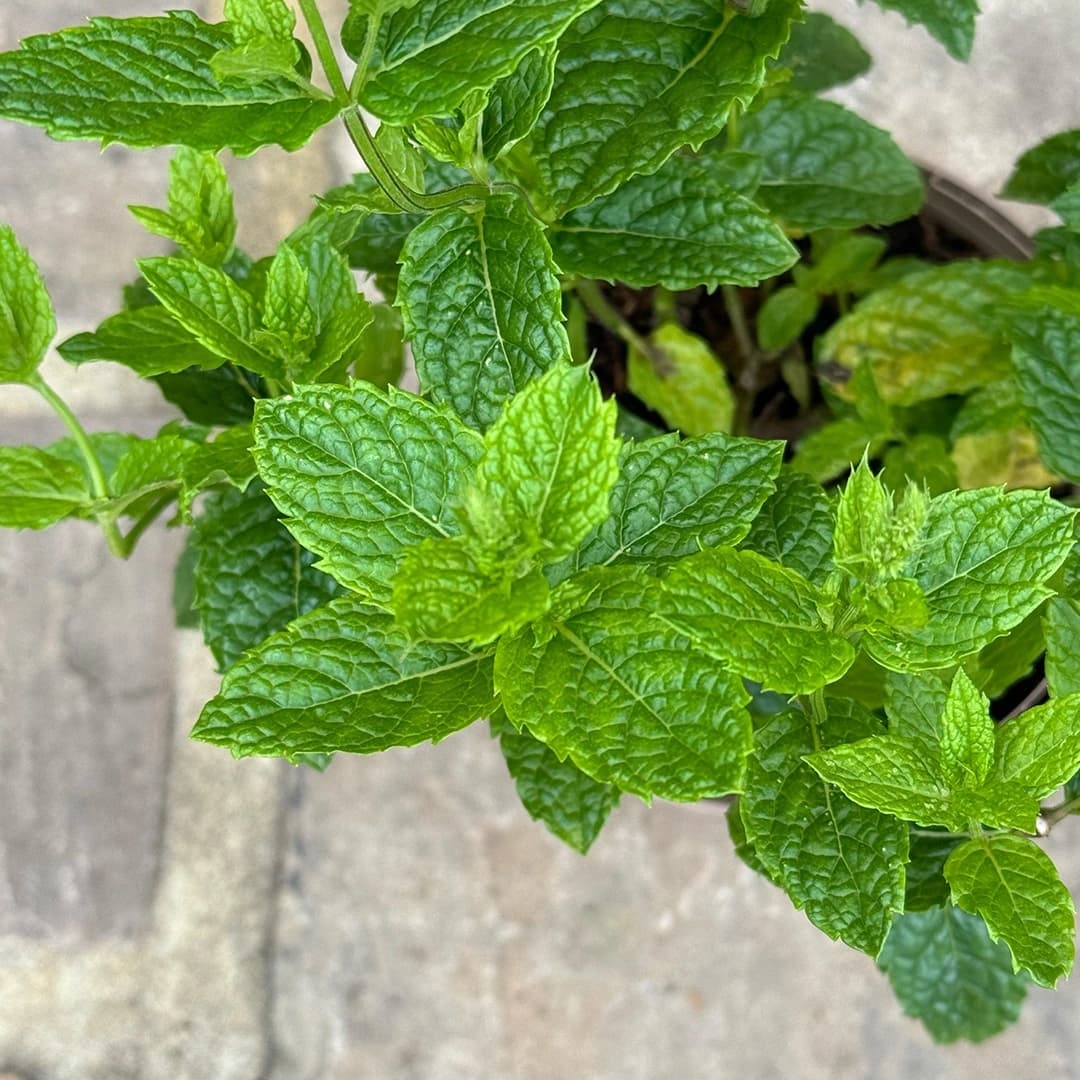 Mentha spicata 'Moroccan' (Pot Size 1L) Moroccan Mint
