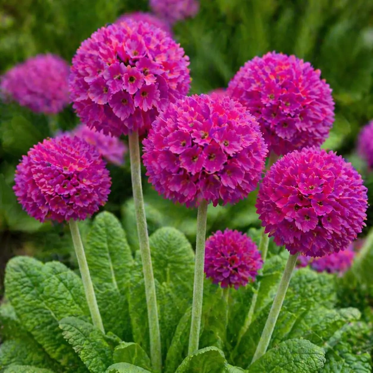 Primula denticulata 'Deep Rose' (Pot Size 2L) Drumstick Primula