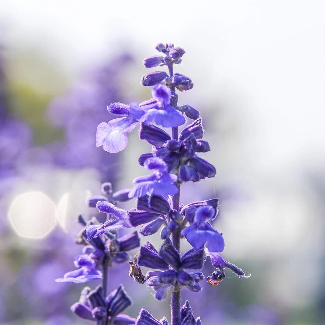 Salvia officinalis (Pot Size 1L) - Common Sage