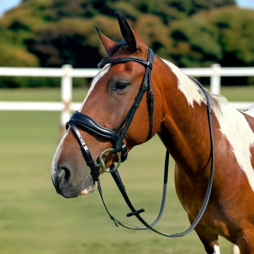 Pravoak Dressage Bridle With Dressage Reins - Black Size: Cob