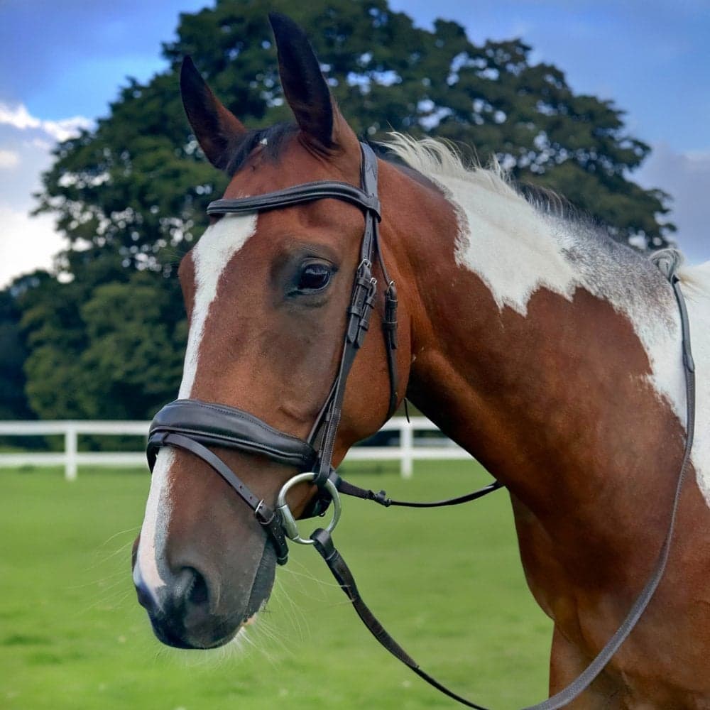 Pravoak Dressage Bridle With Dressage Reins - Brown Size: Full